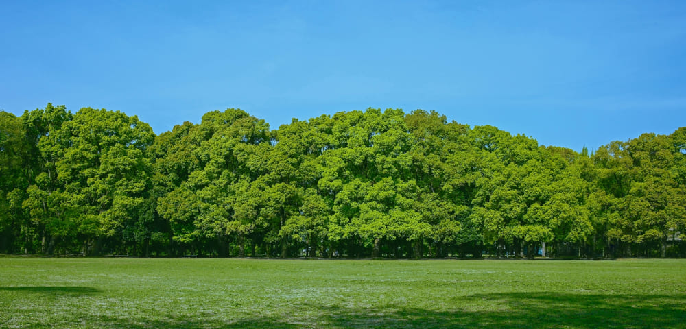 木々と草原